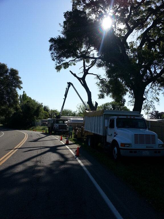 Felix Tree Service