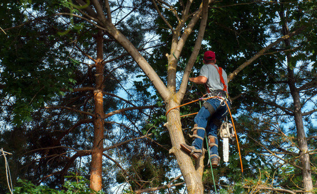 Hunter's Tree Service, Inc.