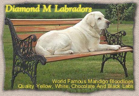 Diamond M Labradors