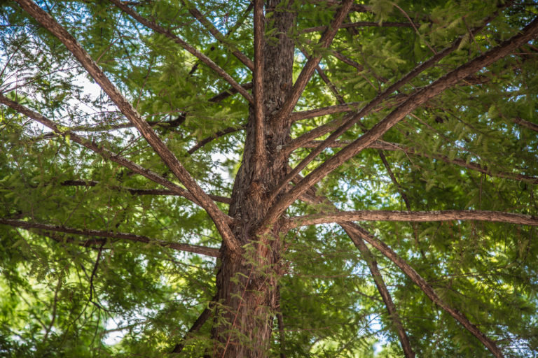 North Texas Trees