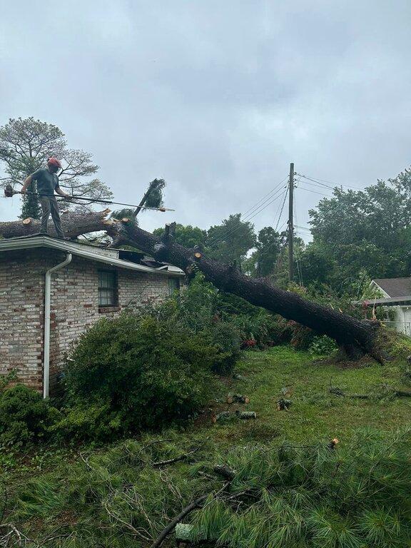 Dave's Tree & Stump Service