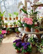 Pittsford Florist