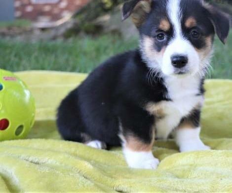 Pembroke Welsh Corgi Puppies