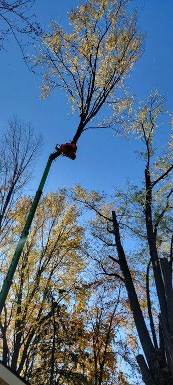 Tree-B-Gone of Green Bay