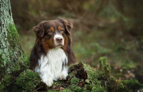 High Desert Aussie