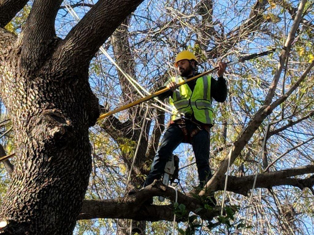 Green Pine Tree Service