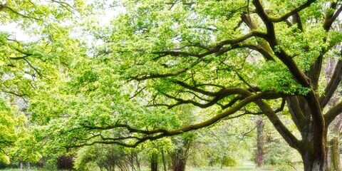 Modern Tree Surgery Inc