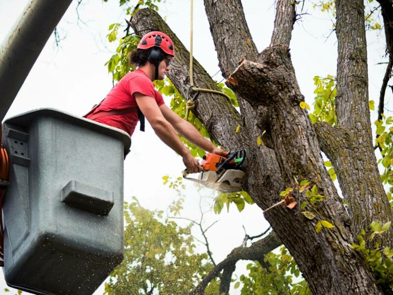 Brother Tree Service