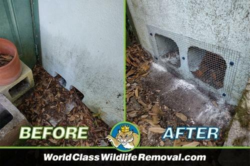 World Class Wildlife Removal & Rodent Remediation