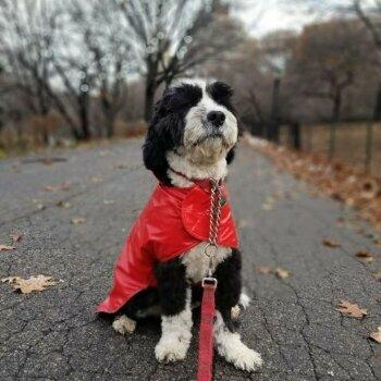 Luke Dogwalker-May the Paws Be With You!