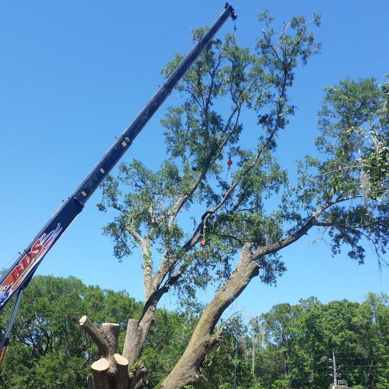 Chip's Tree Service LLC