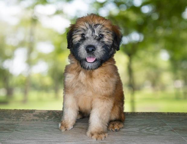 The Puppy Store Salt Lake City