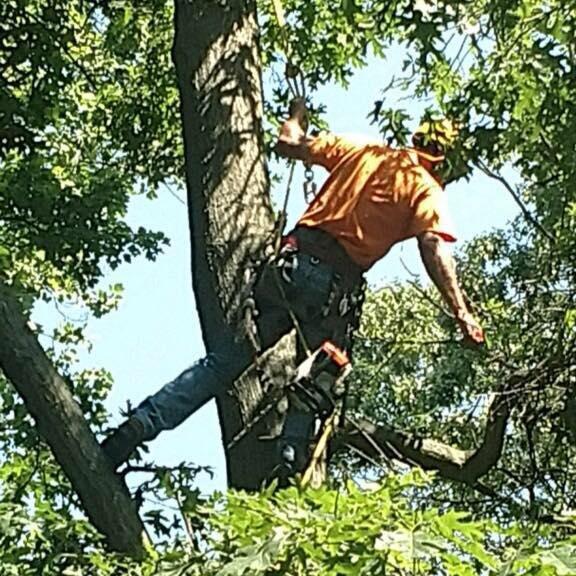 Allegiant Tree Care