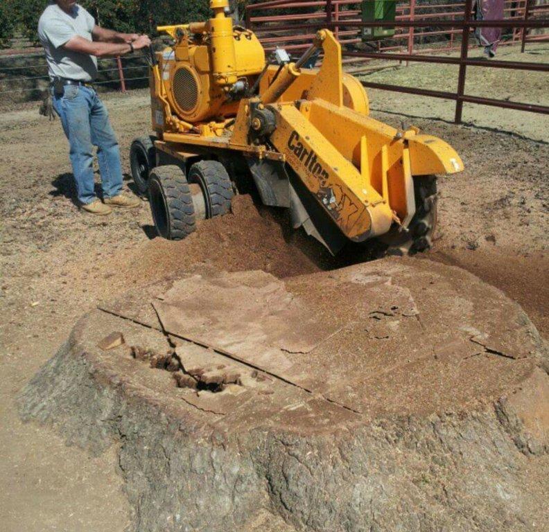 John Ayers Tree Surgeons