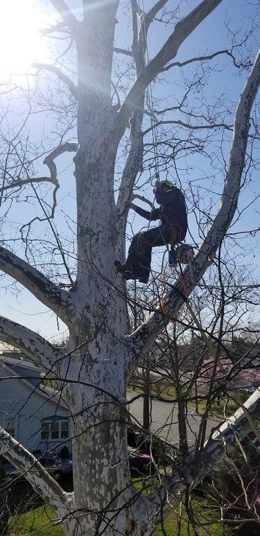 Taylor Expert Arborists