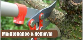 Rich Ley & Company Tree Service