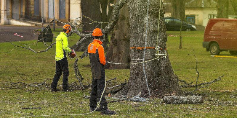 Miller Tree Service