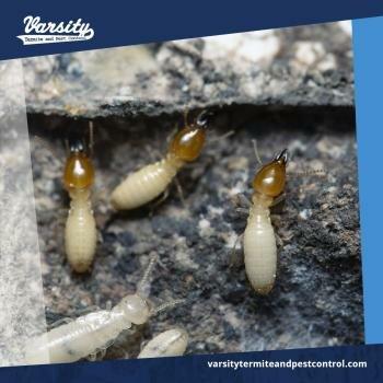 Varsity Termite and Pest Control LLC