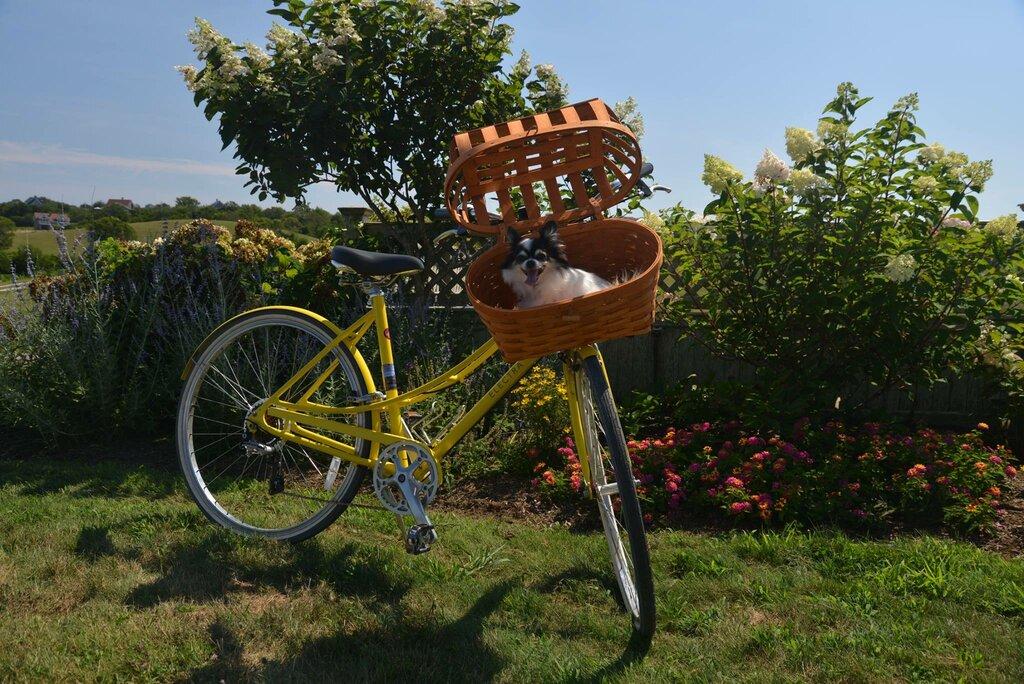 Beach Rose Bicycles