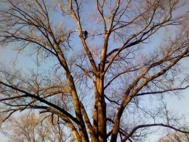 Louisville Tree Stump Removal