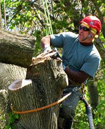 NYC Tree Pro