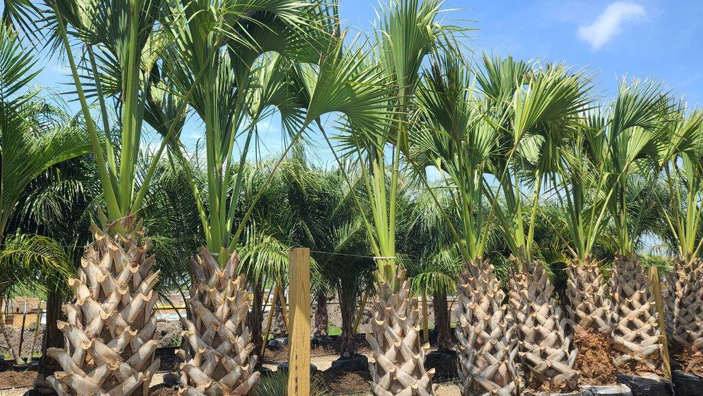 Palm Professionals Tropical Nursery