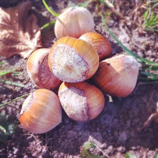 Canadian Hazelnut