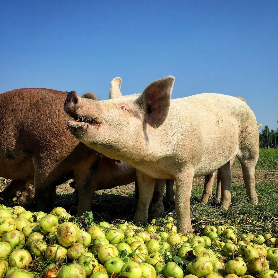 Meander River Farm