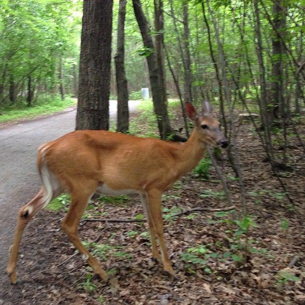 Parc Michel-Chartrand