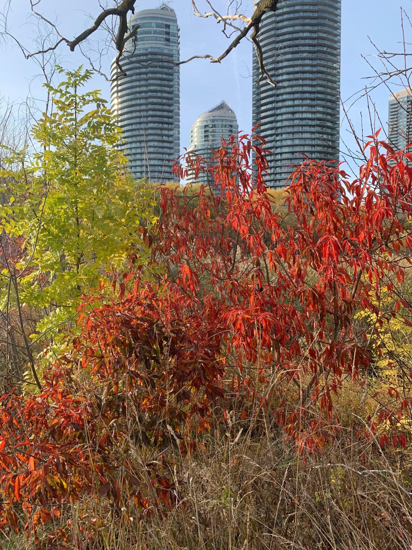 Humber Bay Promenade Park