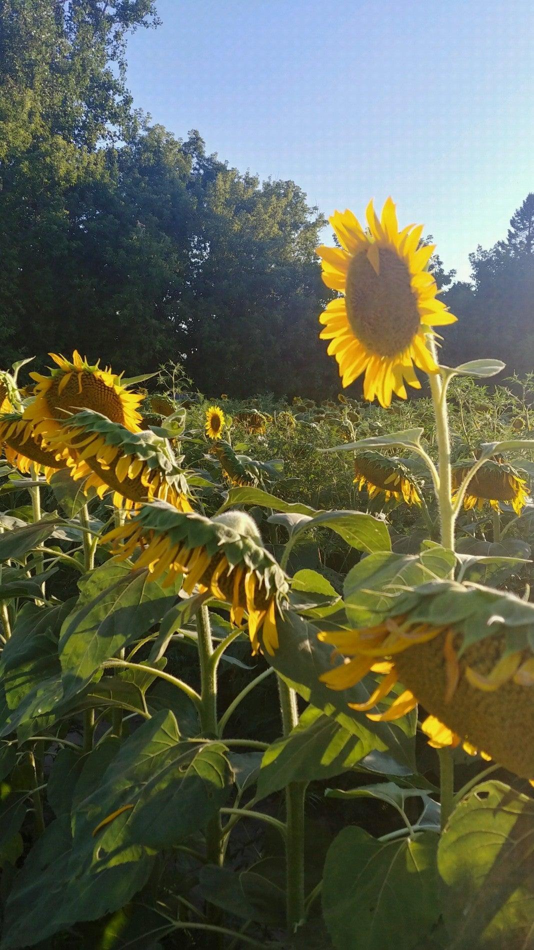 Sunflower Fields