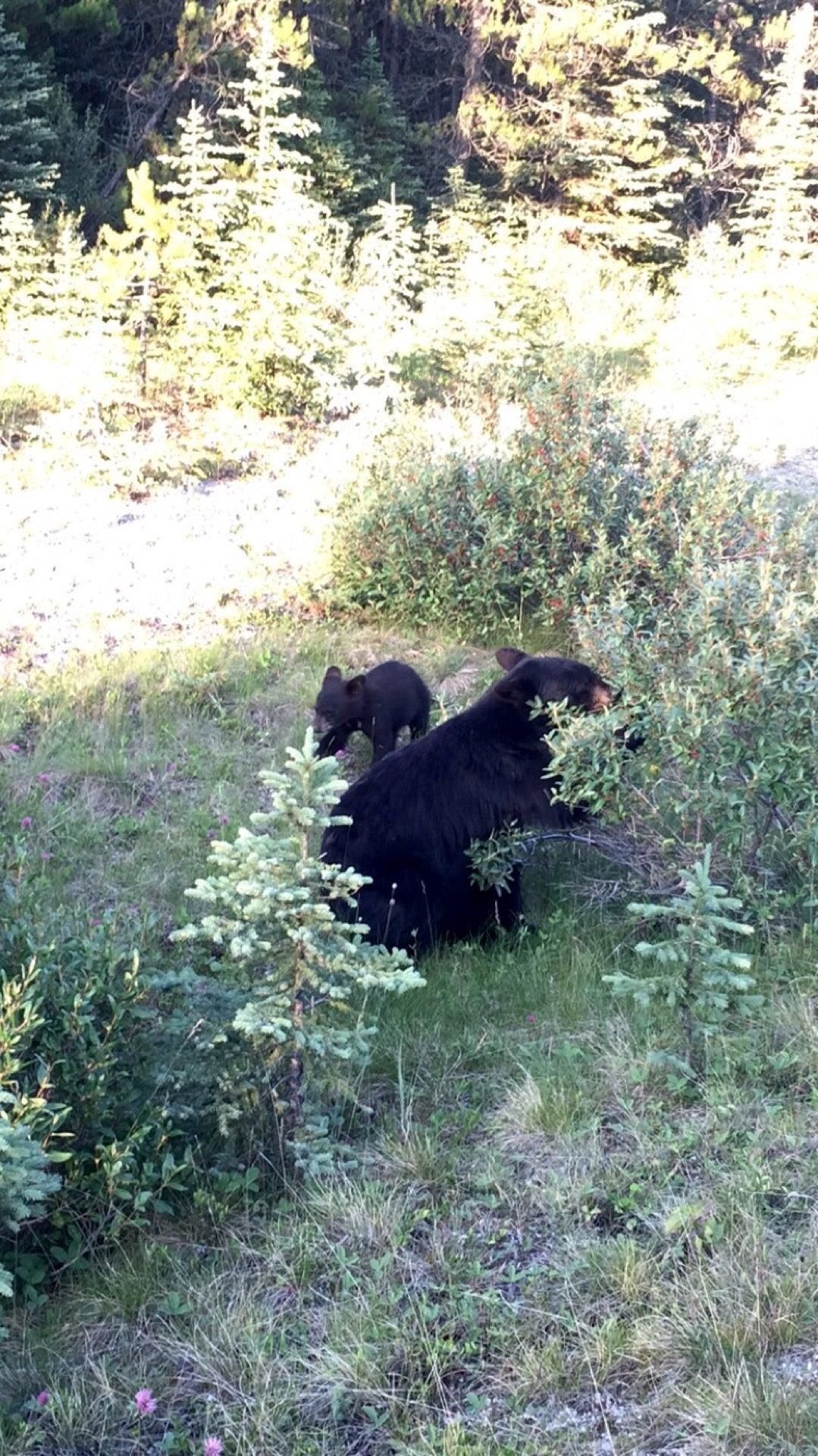 Marmot Lodge