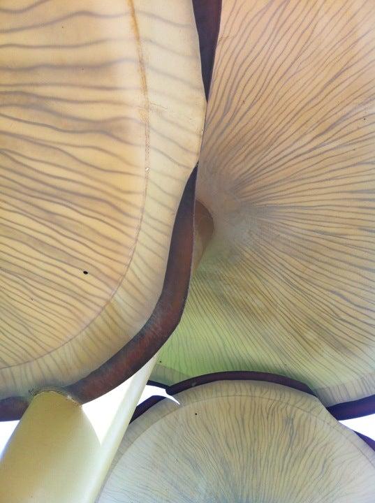 World's Largest Mushrooms