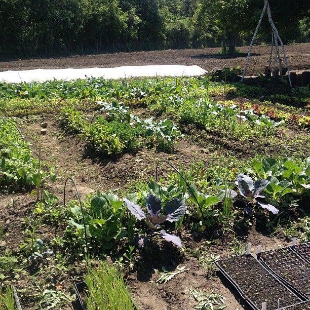 Black Creek Community Farm