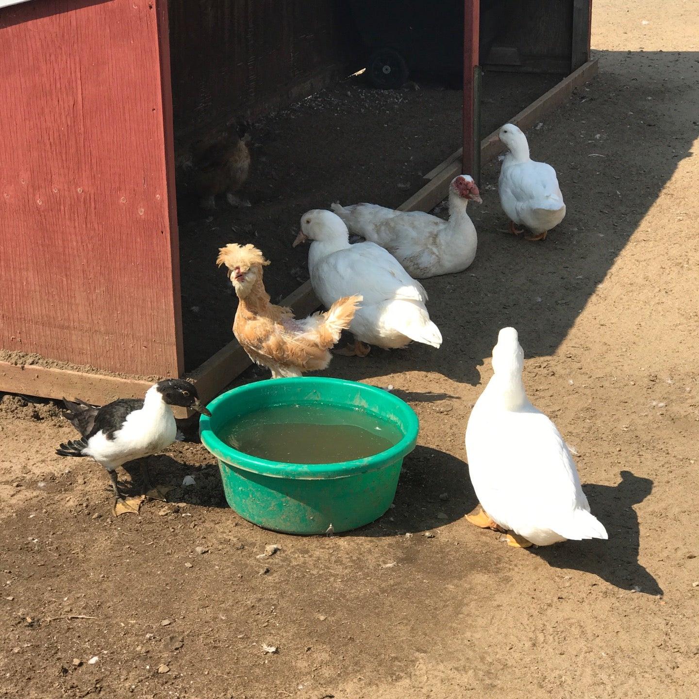 Big Sky Ranch Animal Sanctuary