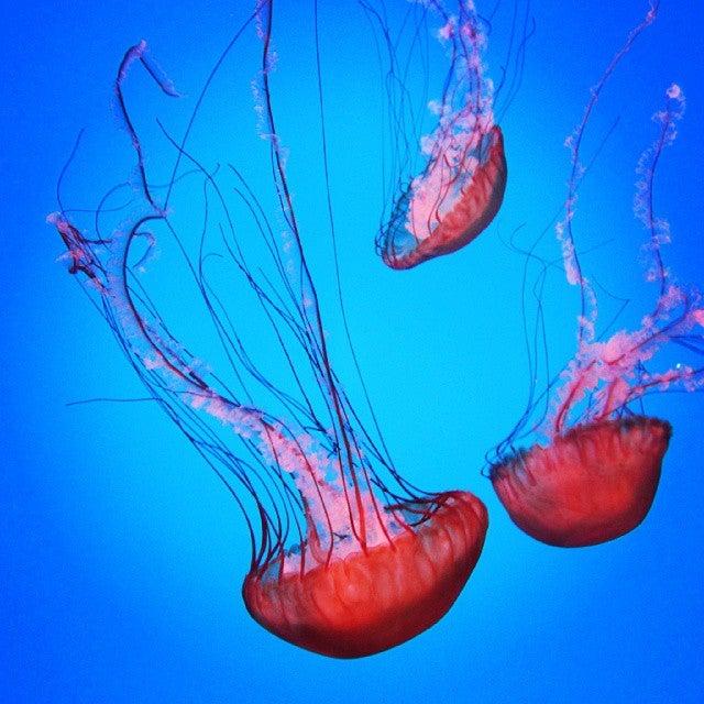 Ripley's Aquarium of Canada