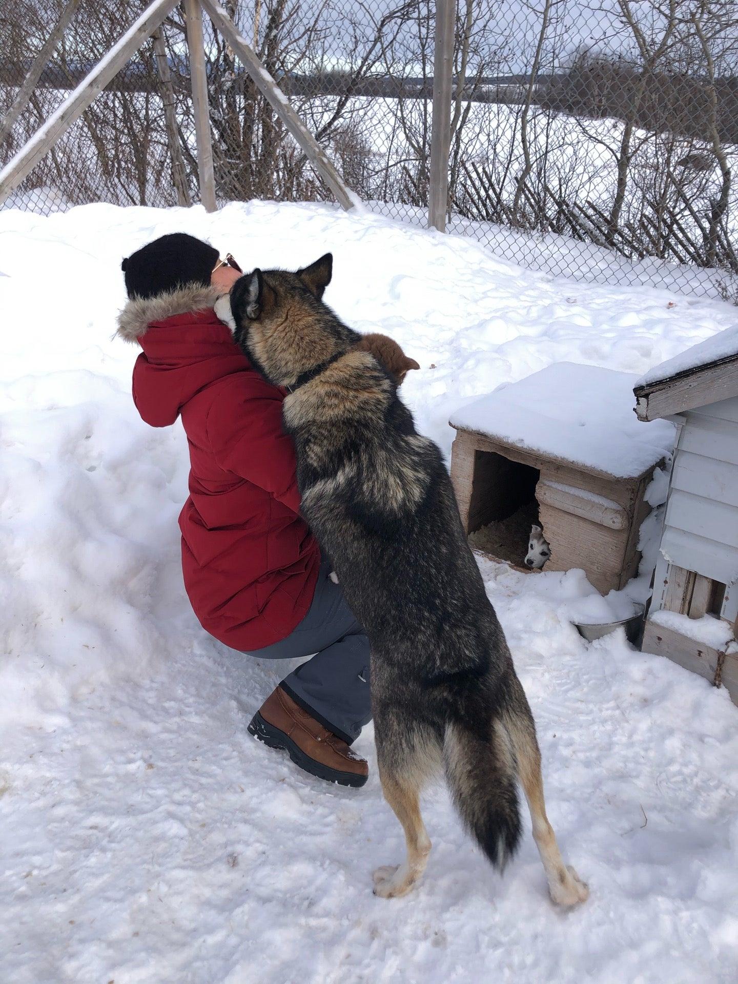 Expedition Mi-Loup Dog Sledding