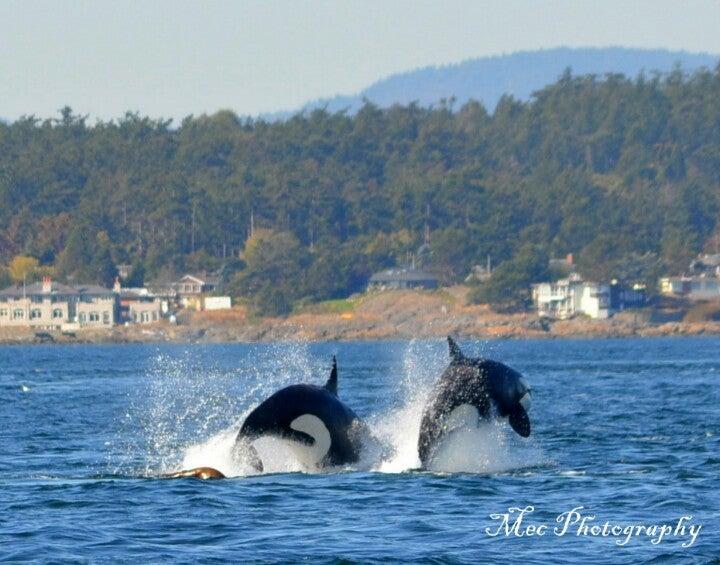 Prince of Whales Whale Watching