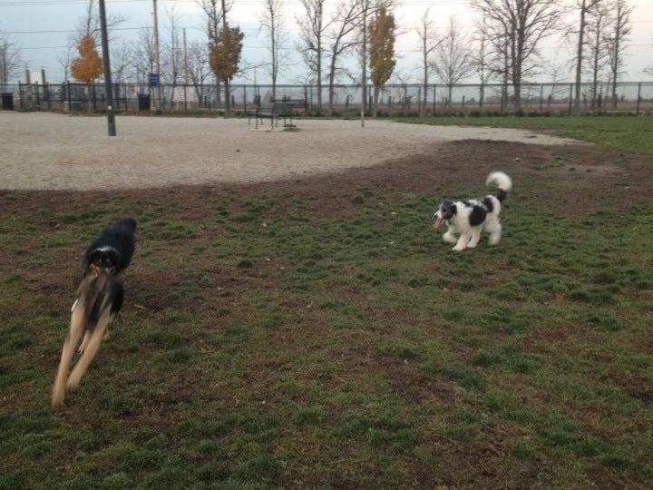 Cedar Hedge Dog Park