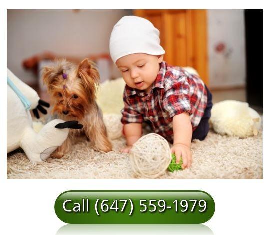 Ajax Professional Carpet Cleaners