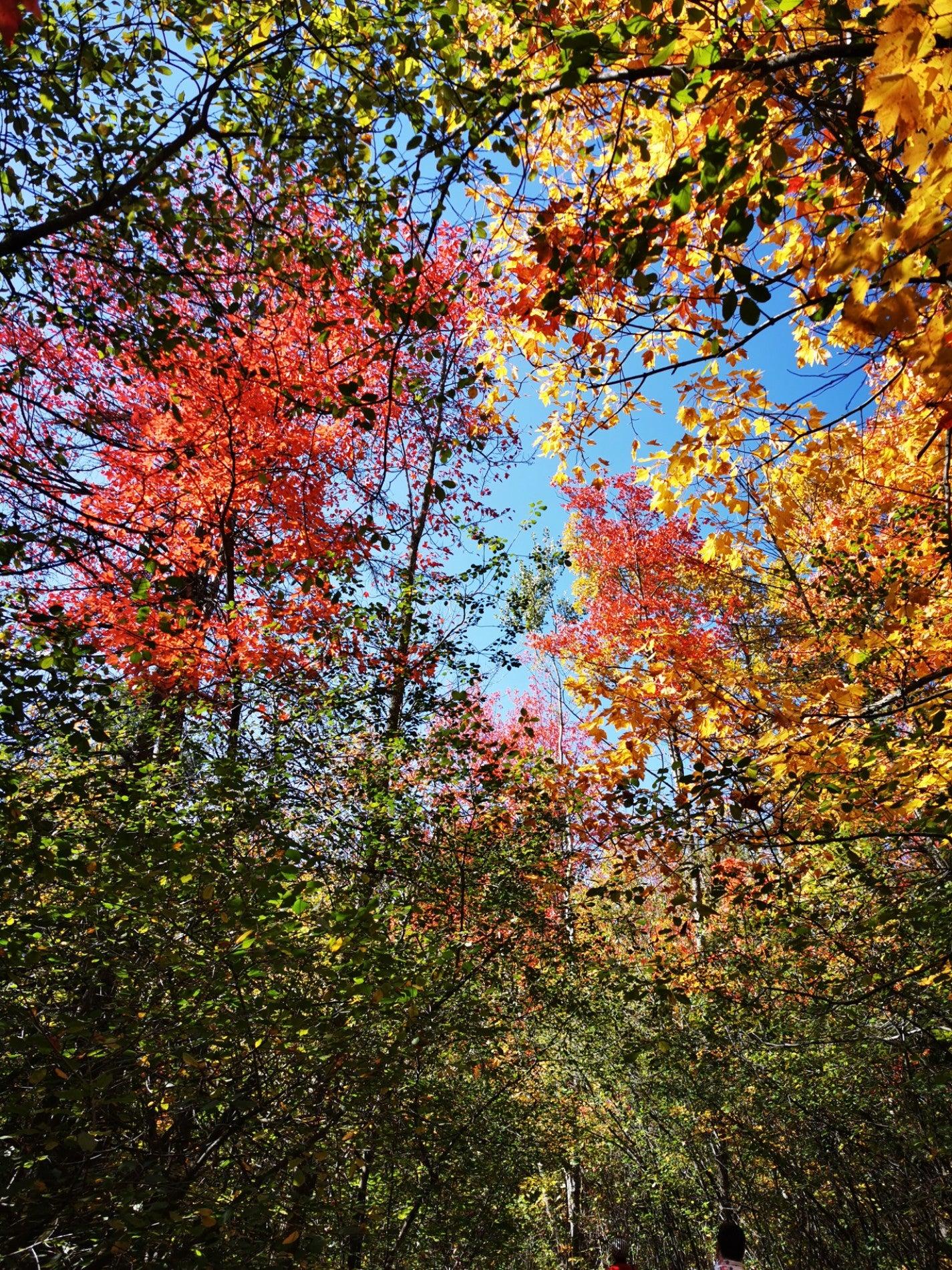 Rideau Trail