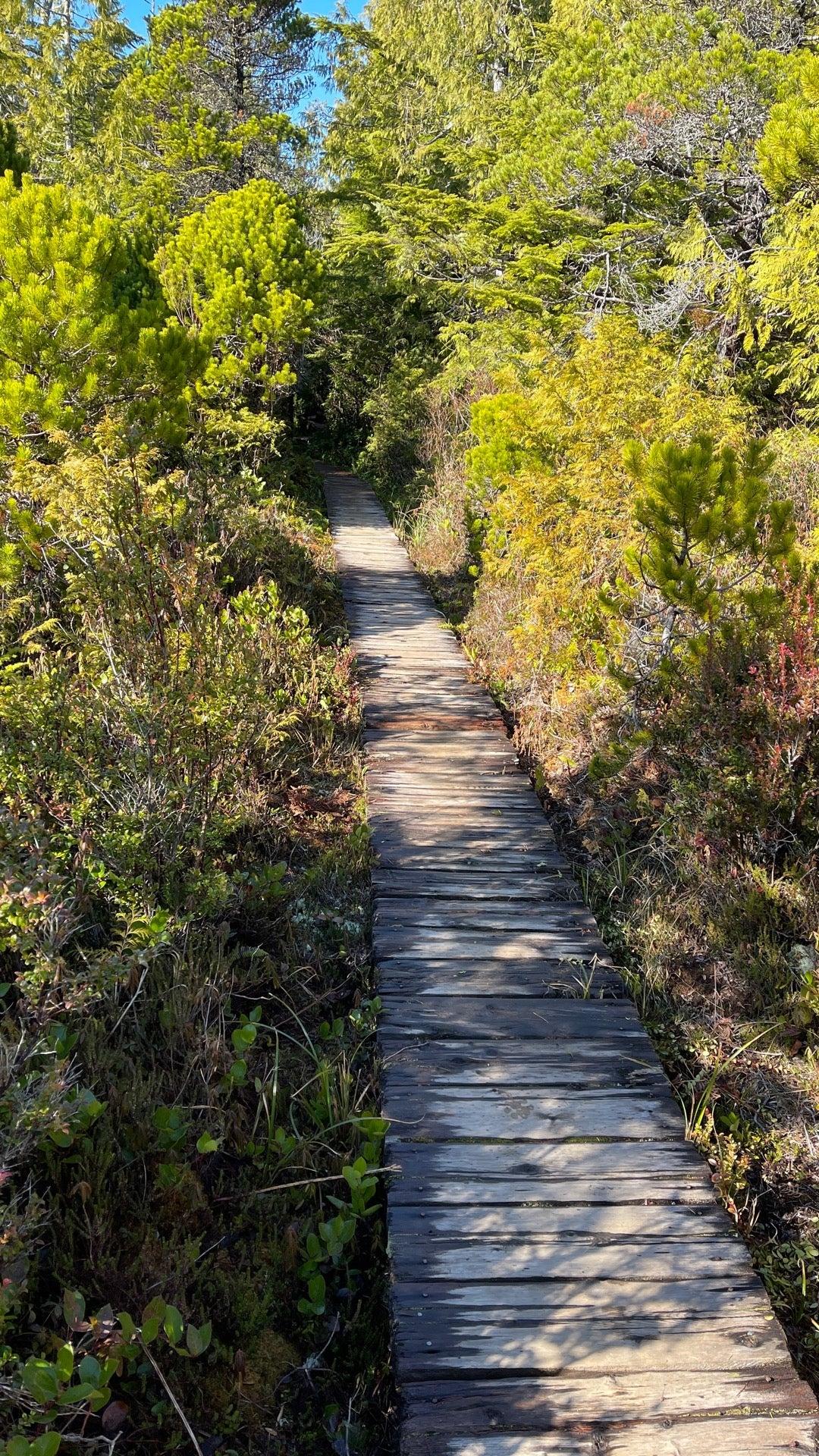 Bog Trail