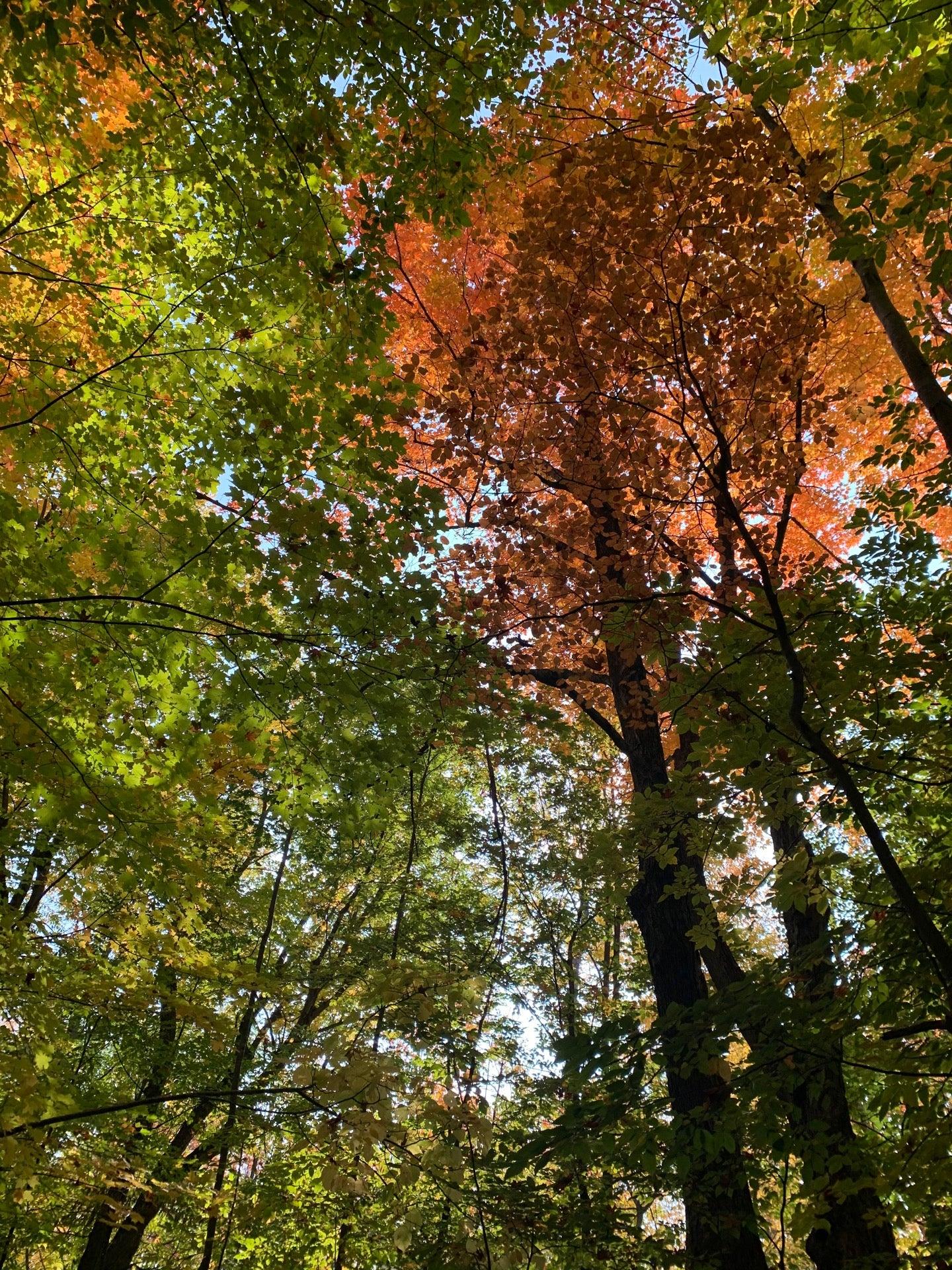 Beaver Trail