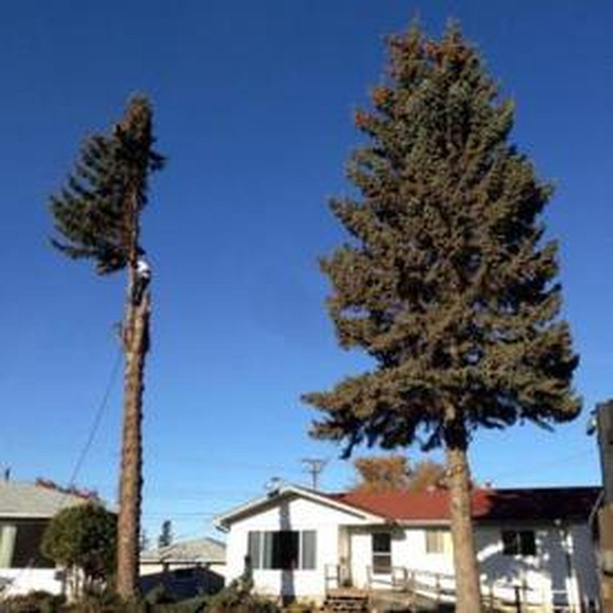 Top-Cut Tree Service