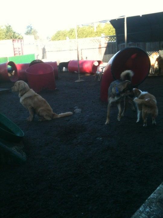 Playful Paws Doggy Daycare