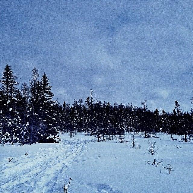 Sifton Bog