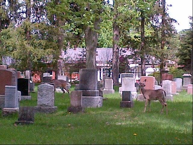 Woodland Cemetery-Crematorium