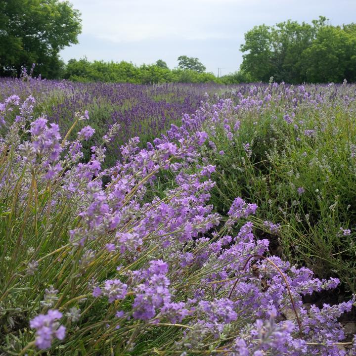 Prince Edward County Lavender