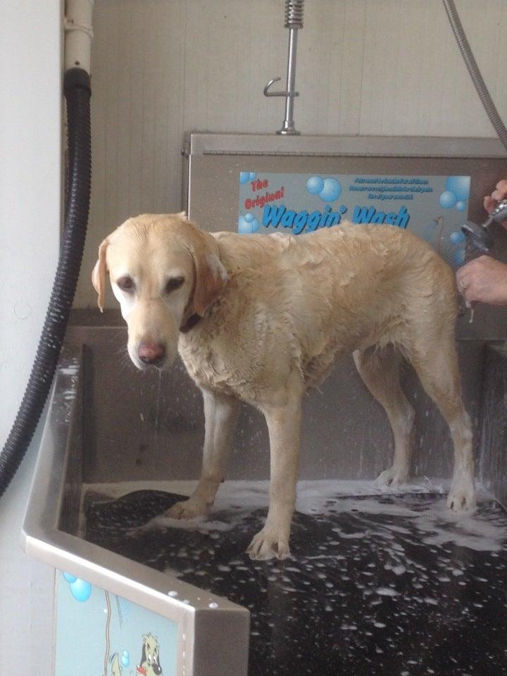 Rubber Duck Car Wash