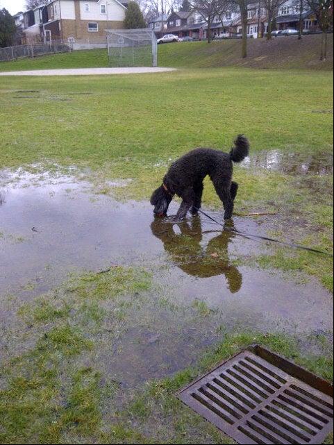 Moncur Playground